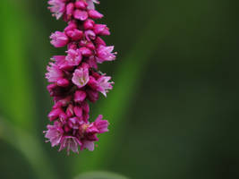 Hanging flowers of Babylon