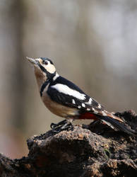 Great Spotted Woodpecker