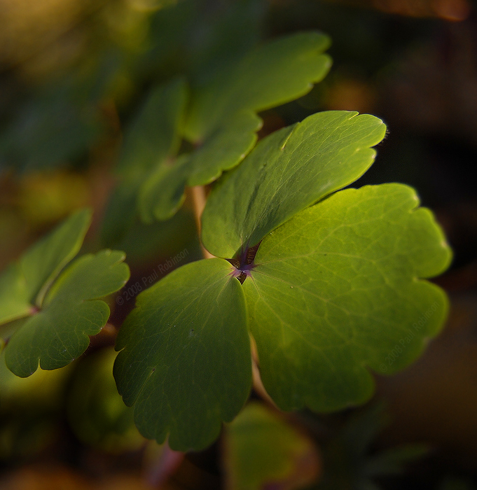 Lucky Clover