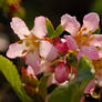 Backlit Pinks