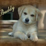 buddy :P