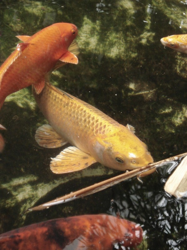 Carps koi in zoo