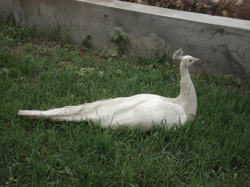 White peafowl in zoo