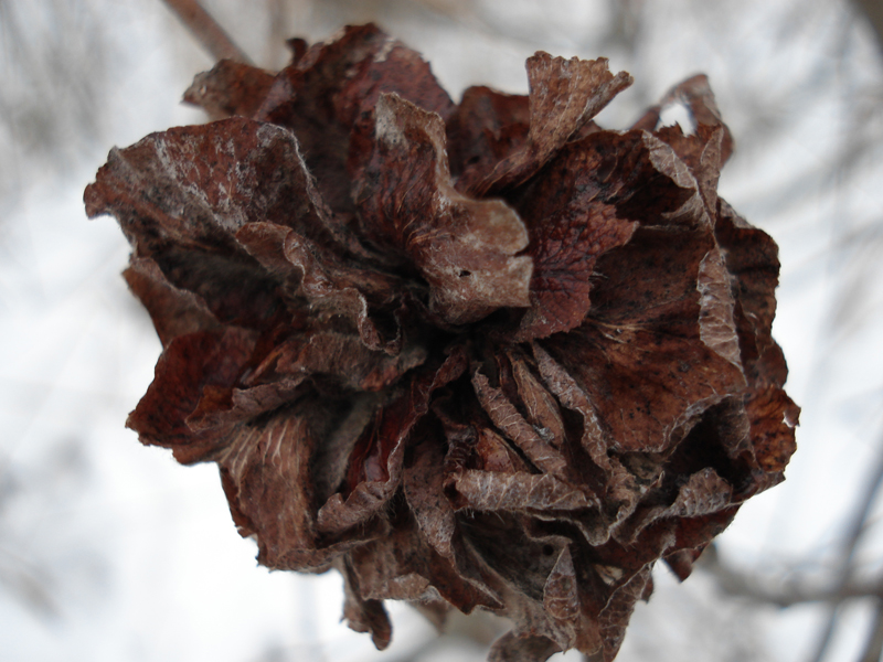 Frozen flower