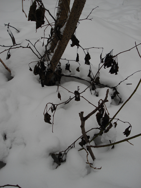 Frozen bush