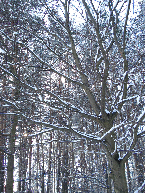 Snow on trees