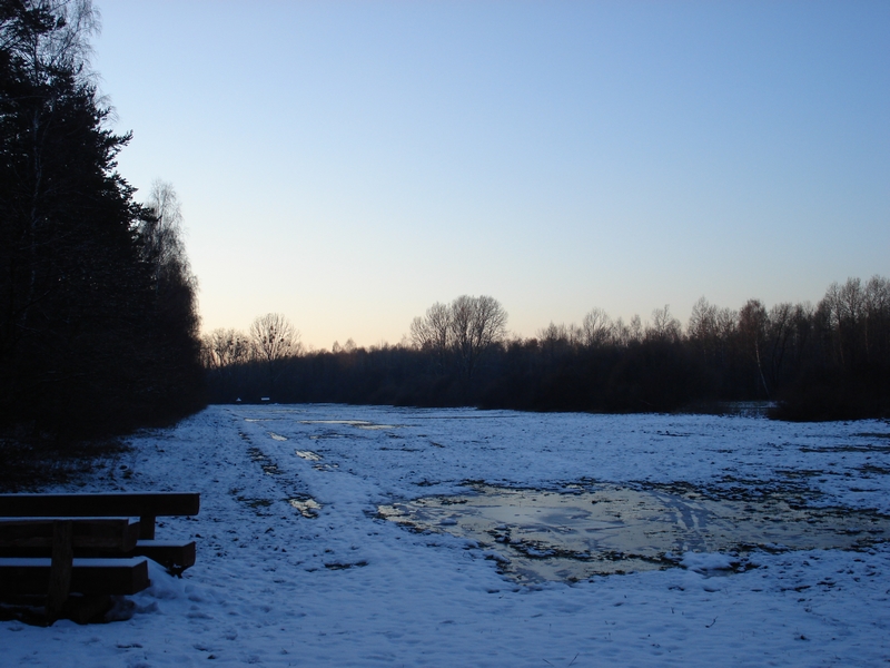 The Forests Field