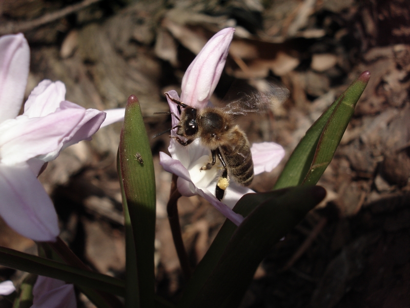 Spring in garden