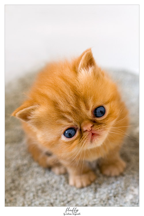 https www deviantart com bergroth art fluffy 32537585