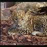 Sri Lankan Leopard cub