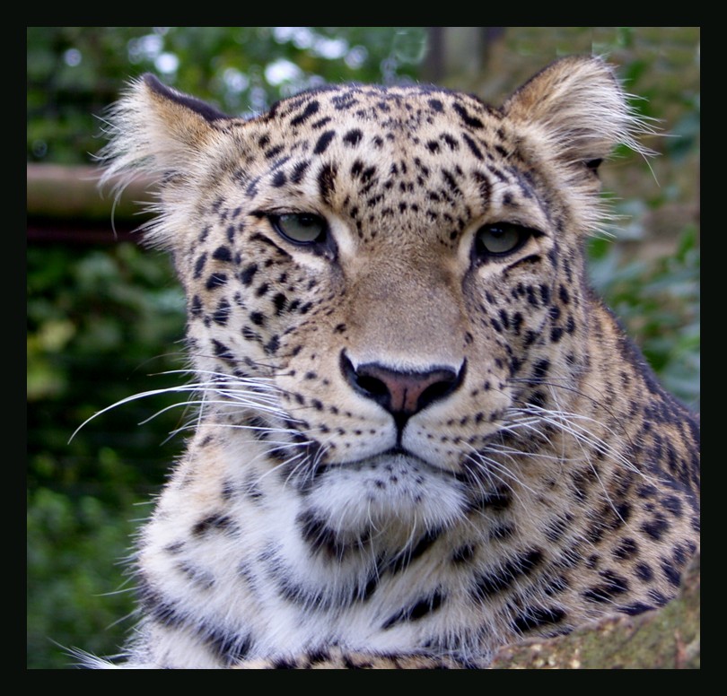 Persian Leopard