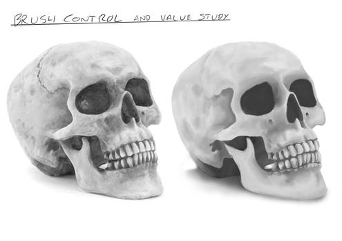 Skull Study