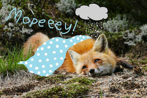 Mopey Fox