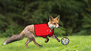 Soccer Fox