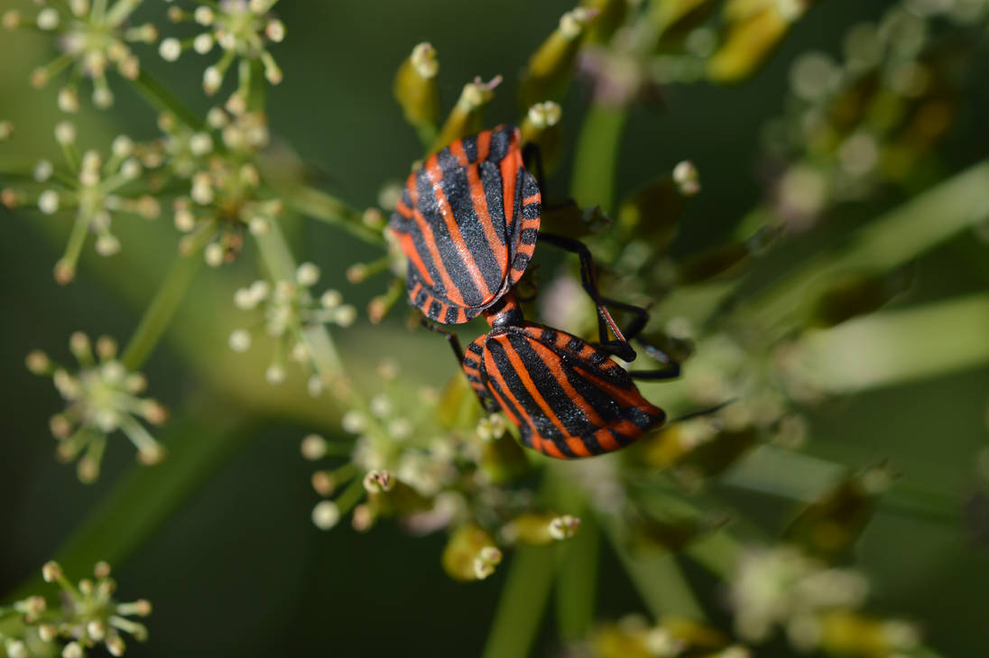 Deviantart Insect Love Bugs in love by ReDart0 on DeviantArt