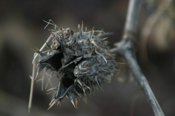 Explosion of the Seed Pod by jesusfactory on DeviantArt