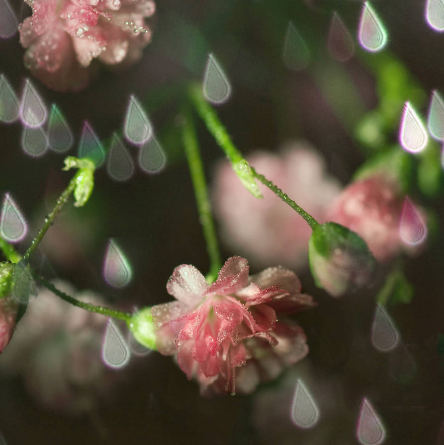 summer rain by photofairy