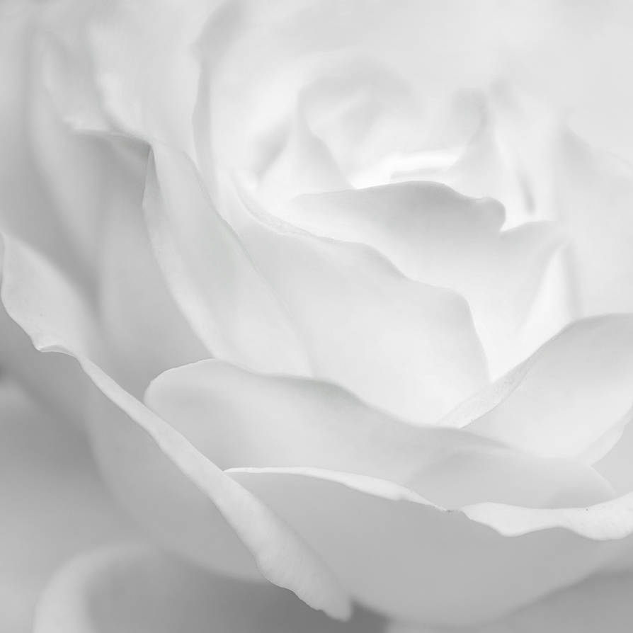 rose infrared by photofairy rose infrared by photofairy