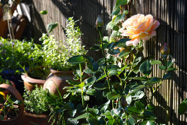 my rose garden