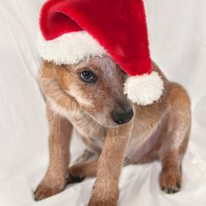 doggie Santa