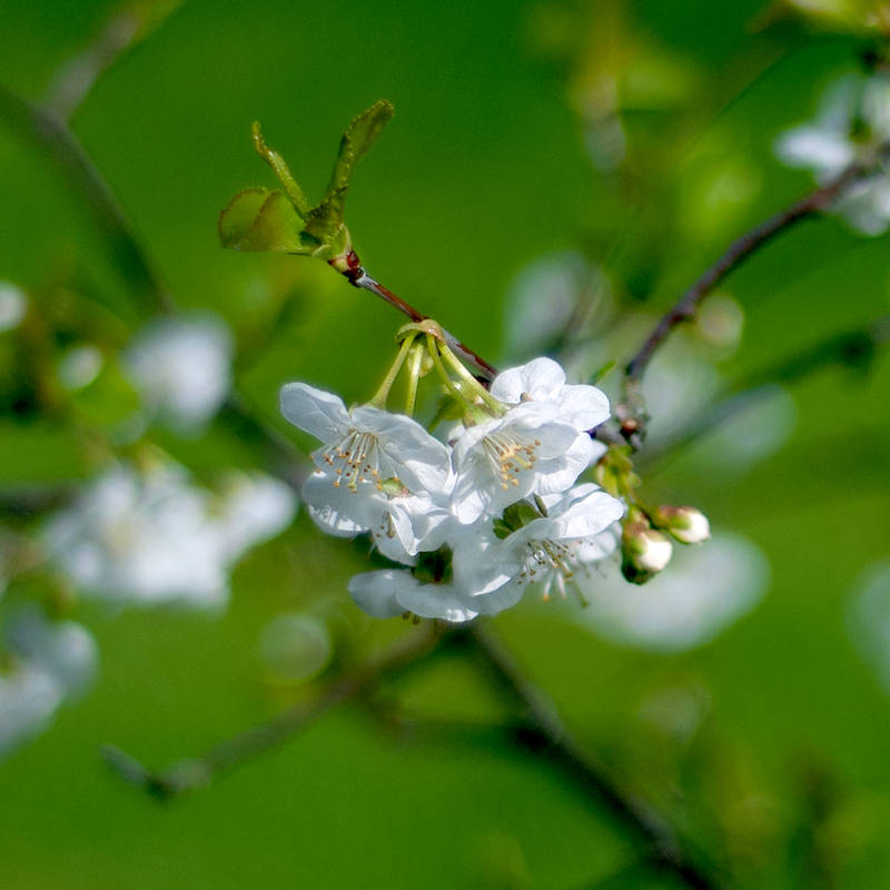 white blossom by photofairy