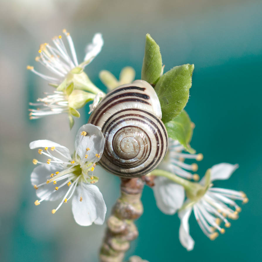 sea snail by photofairy