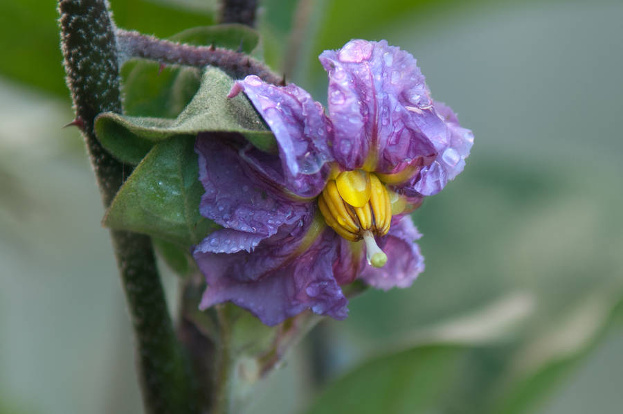 aubergine flower by photofairy
