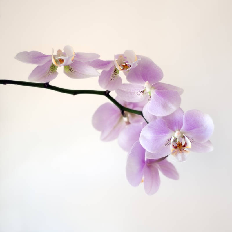 orchids by photofairy