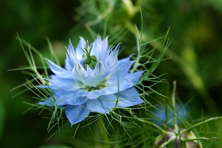 nigella flower by photofairy