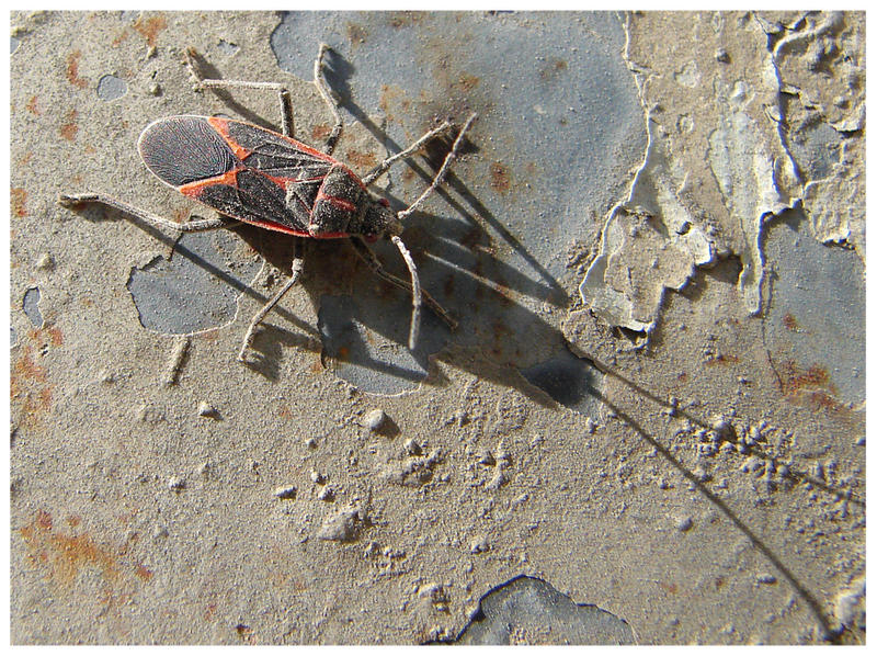 bug shadow... by super-chicken on DeviantArt