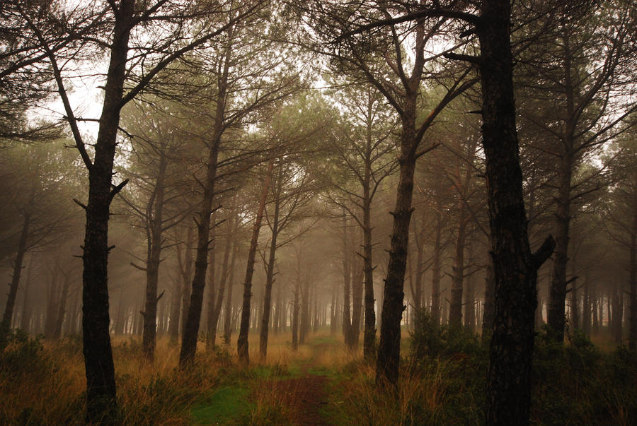 foggy trees