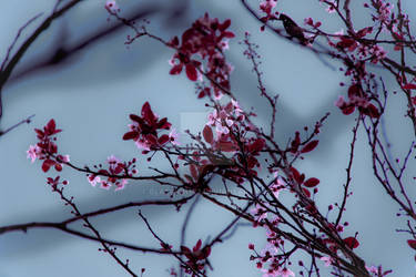 Tangled Sakura
