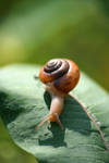 snail by spllogics-photo