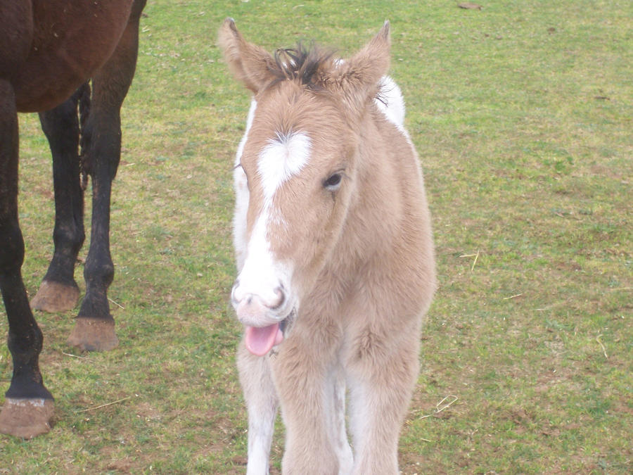 this is pirate the baby horse