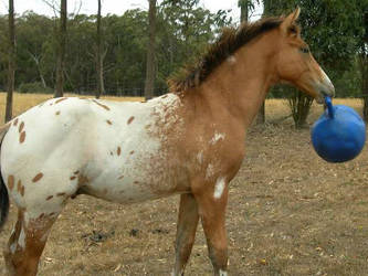 pirate the baby horse older