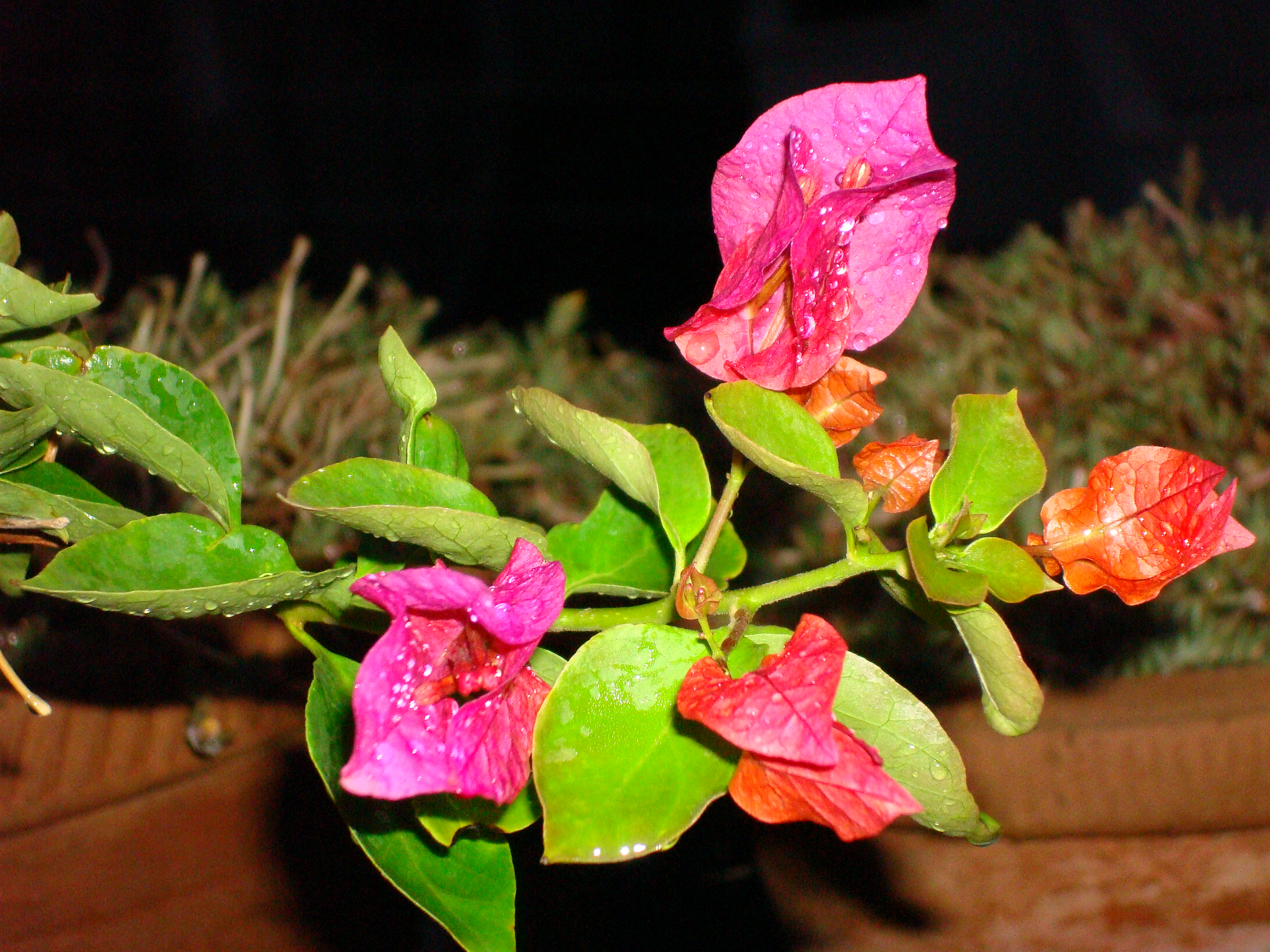 bougainvillea flowers..