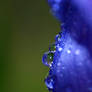 Blue drops