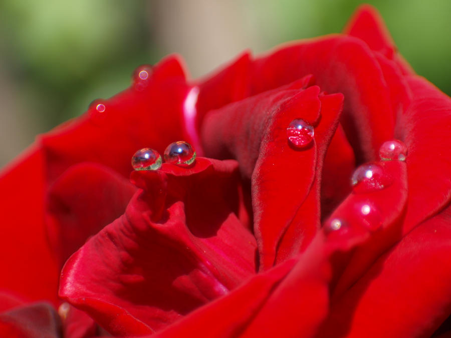 red rose macro