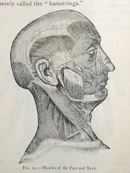 muscles of the face stock