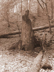 Old tree