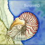 Chambered Nautilus