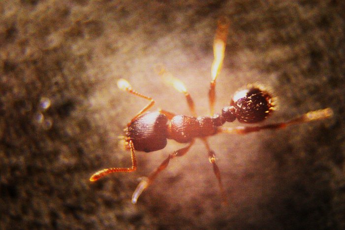 ant-macro-ext-tube