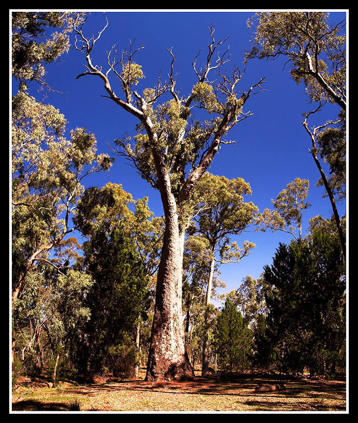 The King Tree by seaworthy on DeviantArt