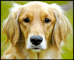 A Dog by mattglass