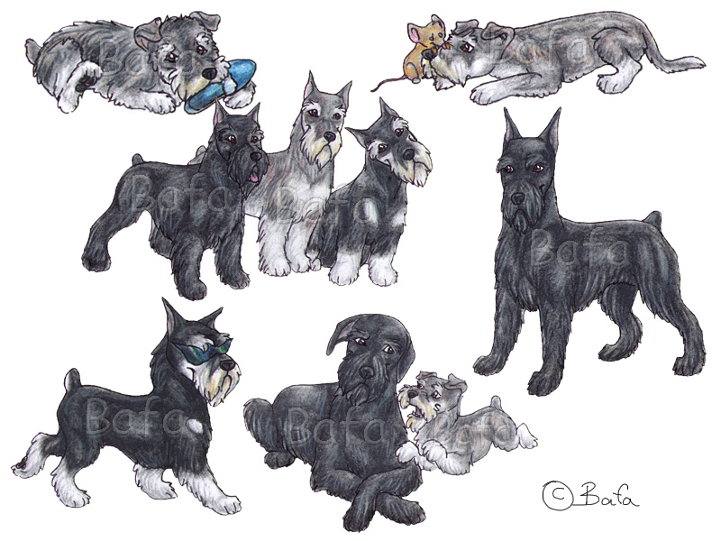 Schnauzers