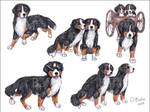 Bernese Mountain Dogs by Bafa