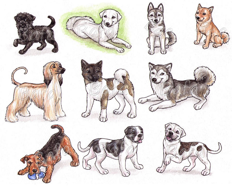 A - Dog Breeds -page 1-