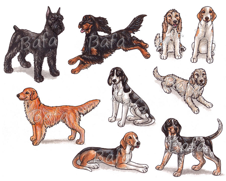 G Dog Breeds Page 2 By Bafa On Deviantart G Dog Breeds Page 2 By Bafa On Deviantart