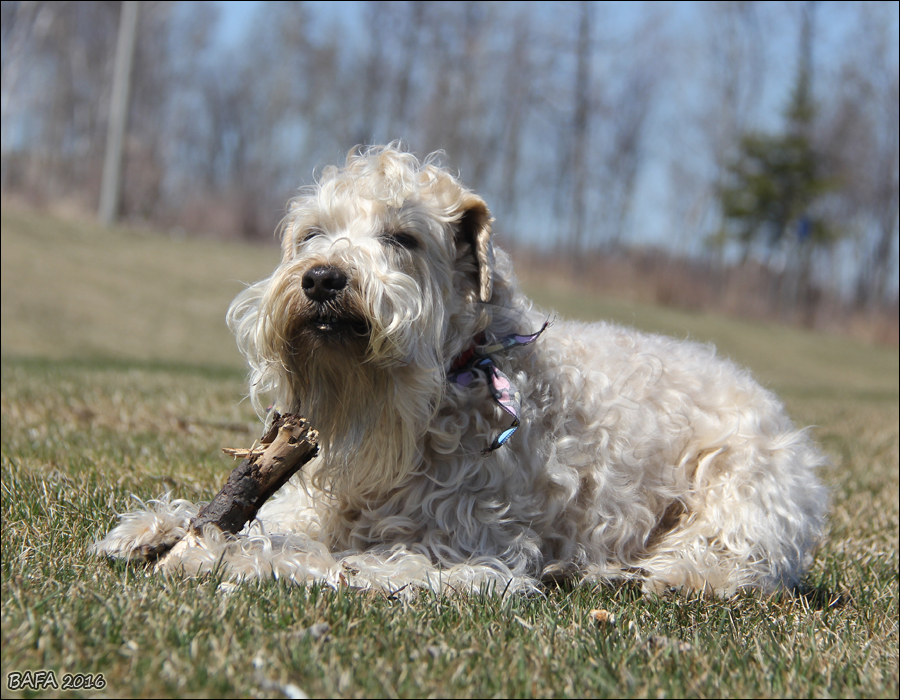 Twig Treat Crunch