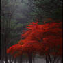 red tree